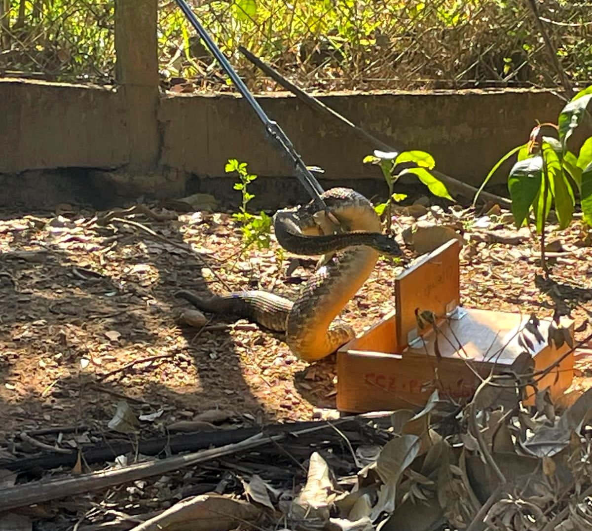 Pelotão Rural da Guarda Civil realiza o resgate de animais silvestres em Piracicaba 1