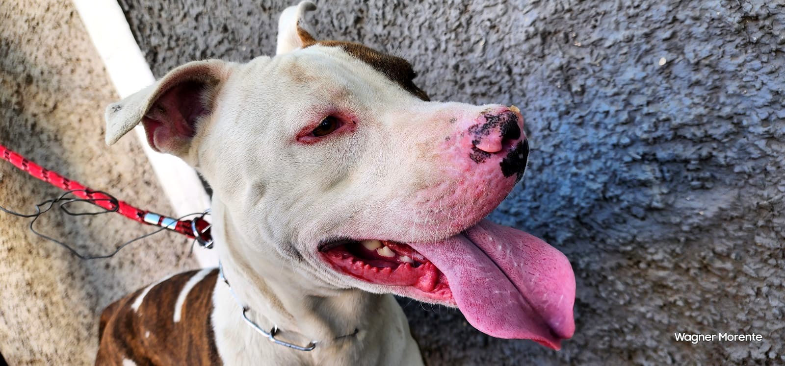 Pitbull ataca criança de 7 anos em Limeira