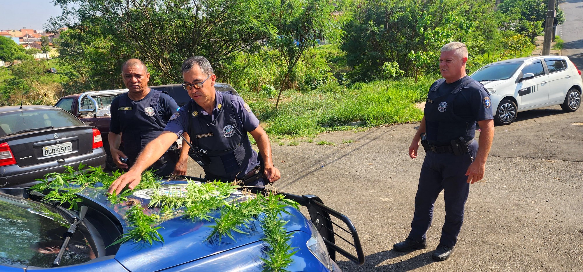 Guarda de Limeira descobre plantação de maconha no Jardim Residencial Guimarães