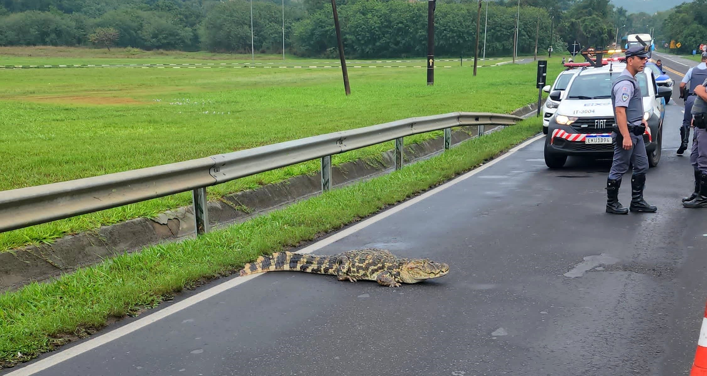 Travessia de jacaré para o trânsito em rodovia de Águas de São Pedro