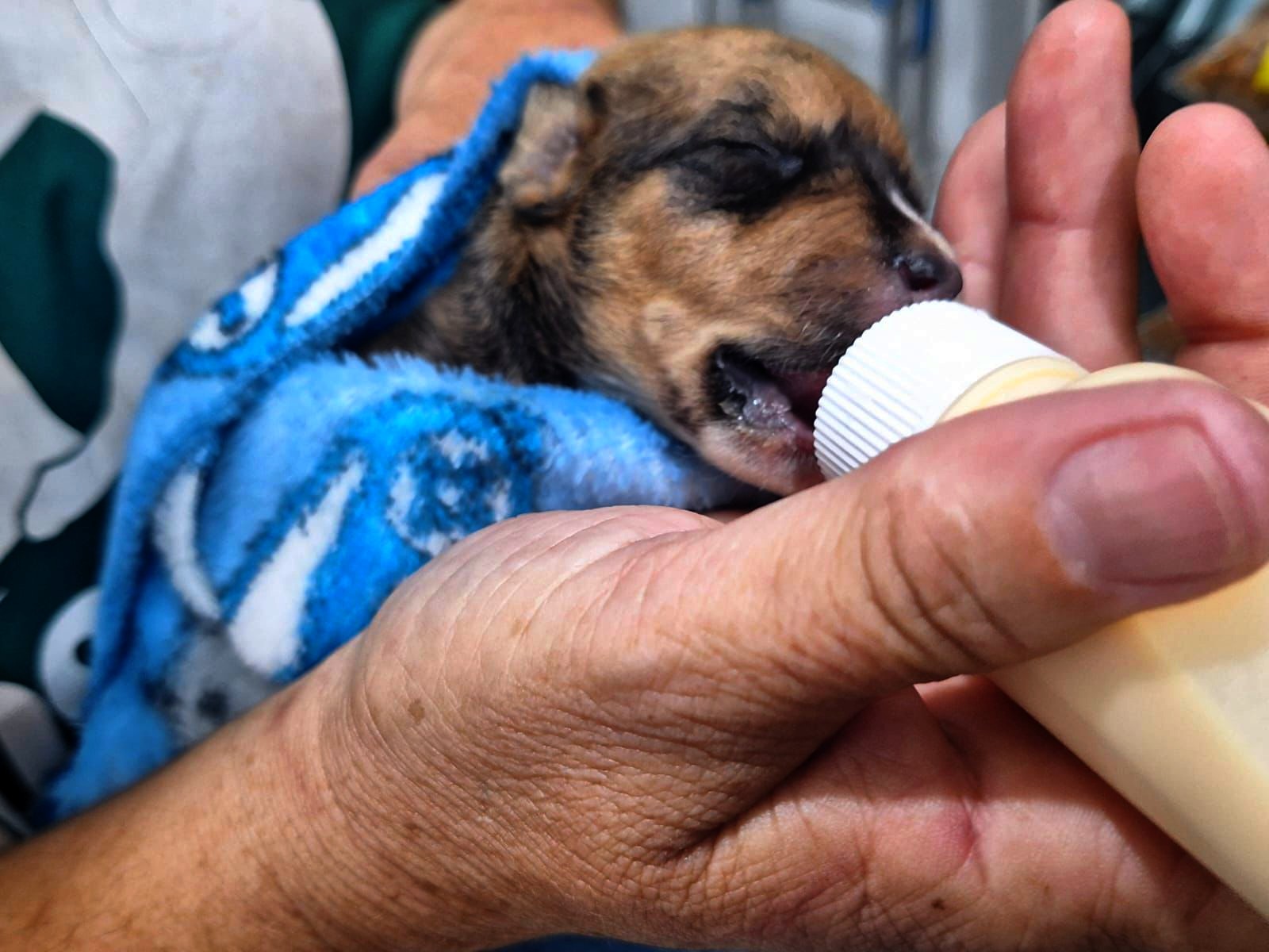 Guarda de Americana resgata filhotes de cachorro em situação de maus-tratos