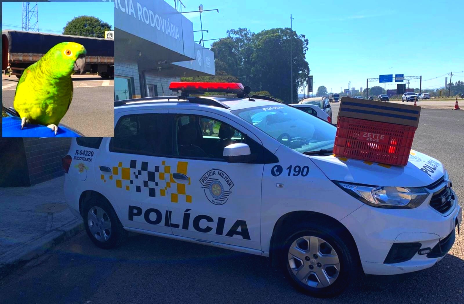 Polícia autua adolescente por posse de papagaio sem autorização legal em Indaiatuba