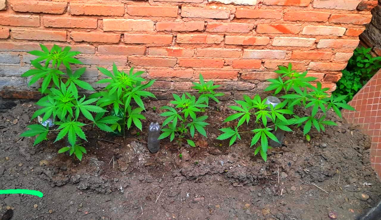 GCM encontra plantação de maconha em casa abandonada em Cosmópolis