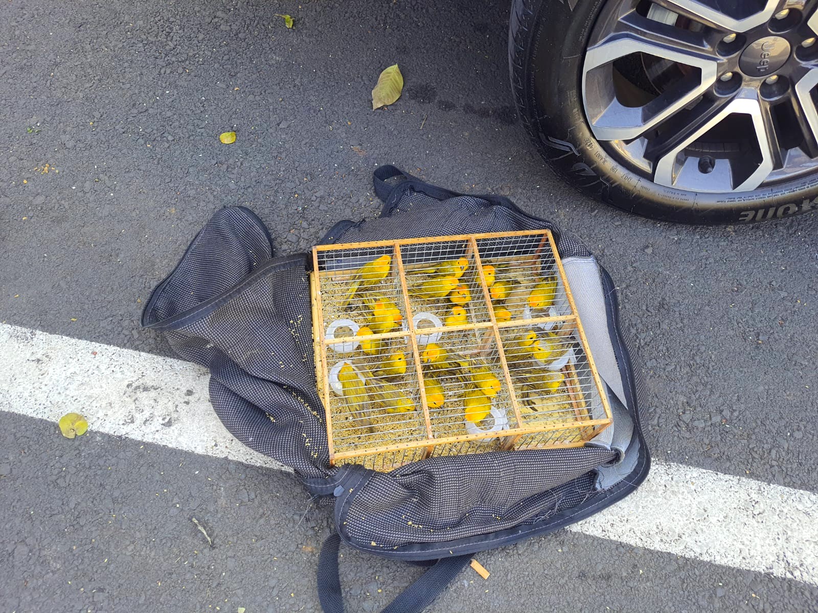 Polícia encontra 22 aves silvestres em ônibus que iria até o Ceará